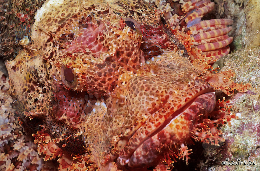 Maître du camouflage marin : Portrait de poisson-scorpion barbu