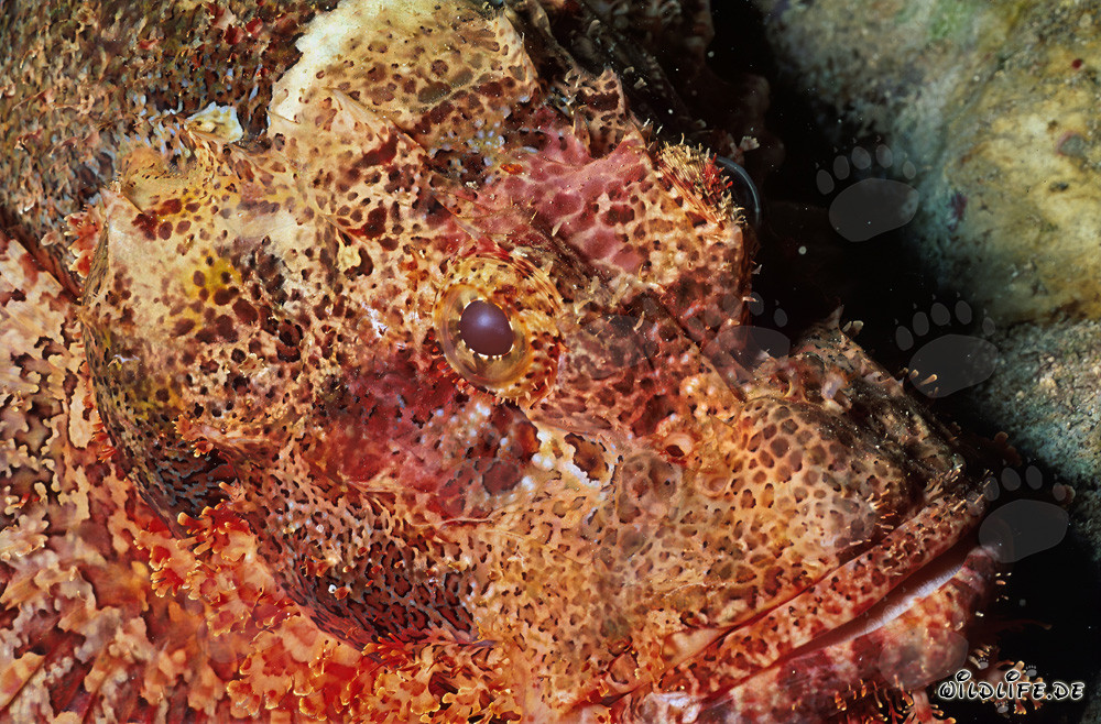 Fascinating Portrait of the Bearded Scorpionfish in the Red Sea