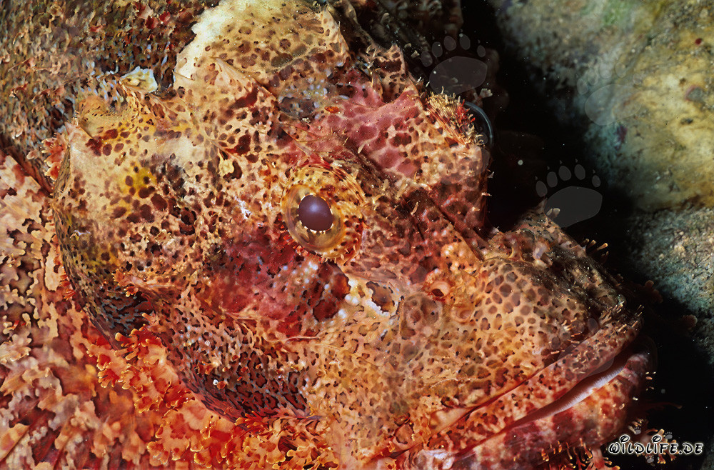 Ritratto affascinante del Pesce Scorpione Barbuto nel Mar Rosso