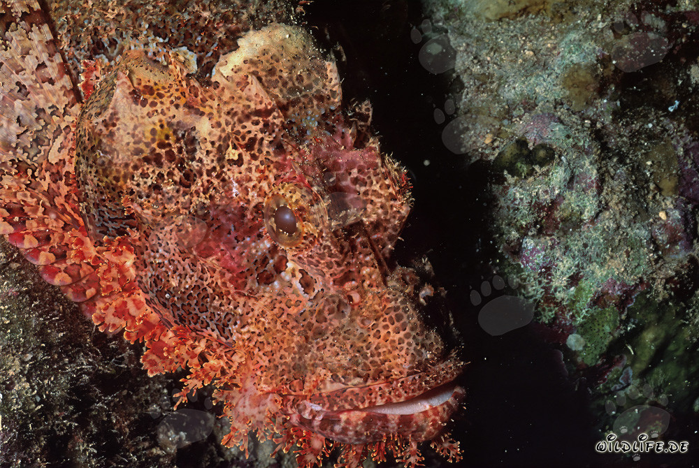 Patient Bearded Scorpionfish Waiting for Prey in the Coral Reef