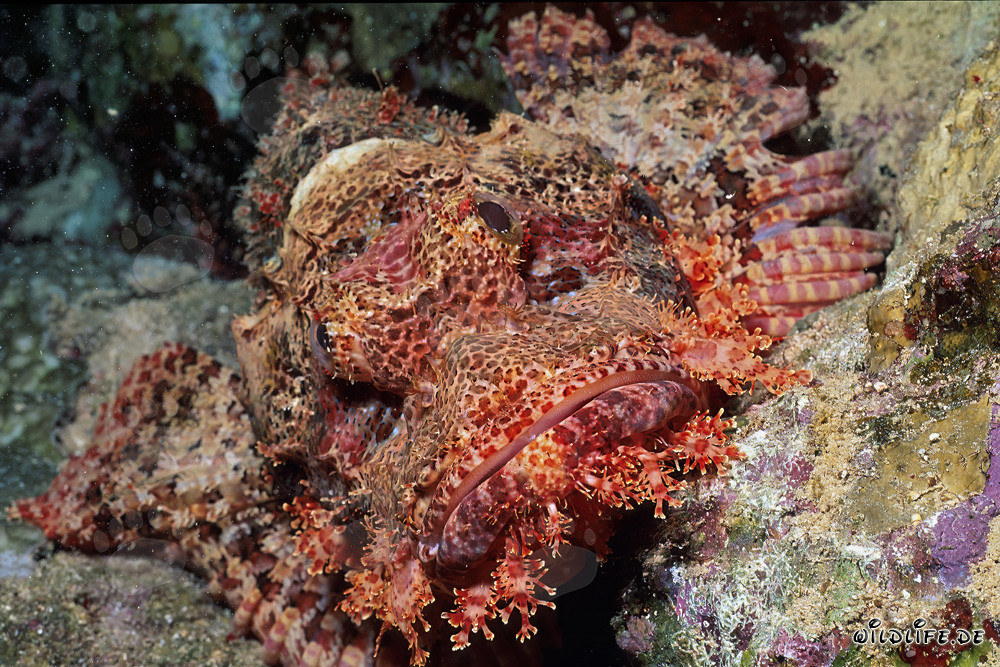 A motionless Bearded Scorpionfish in the captivating coral reef