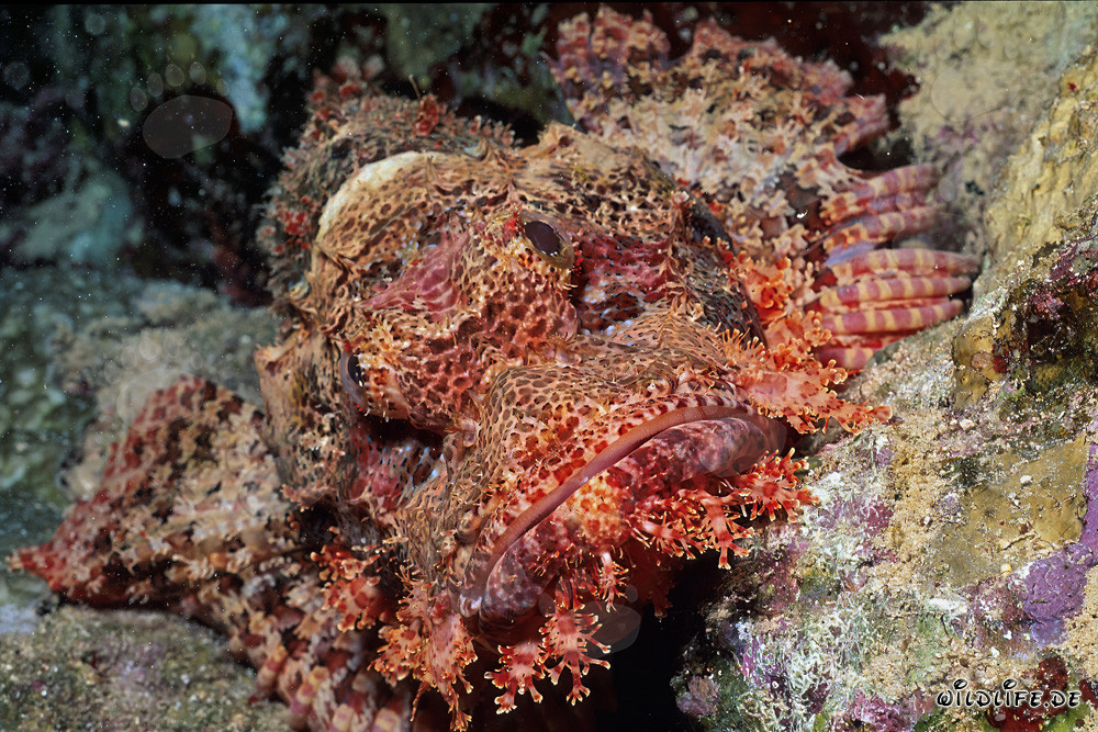 Una testa di drago barbuto immobile in un affascinante reef di corallo