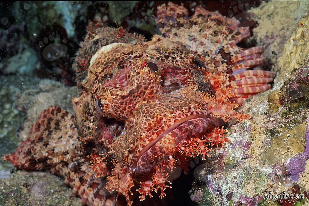 Una cabeza de dragón barbudo inmóvil en un fascinante arrecife de coral