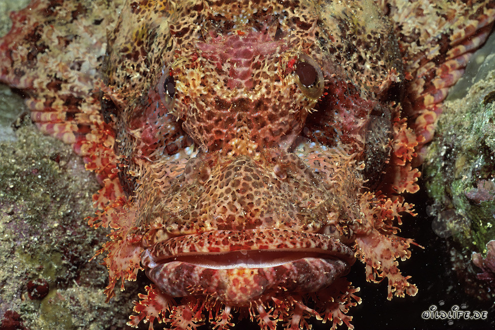 Bearded Scorpionfish (Scorpaenopsis barbata) detail in the Red Sea off Sinai, Egypt