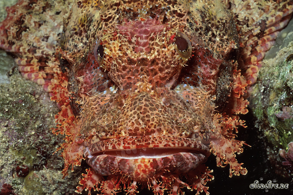 Detalle de la cabeza de dragón barbudo en el Mar Rojo frente al Sinaí, Egipto