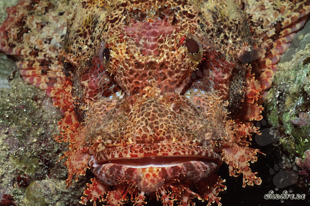 Détail de la tête de dragon barbu dans la mer Rouge devant le Sinaï, Égypte