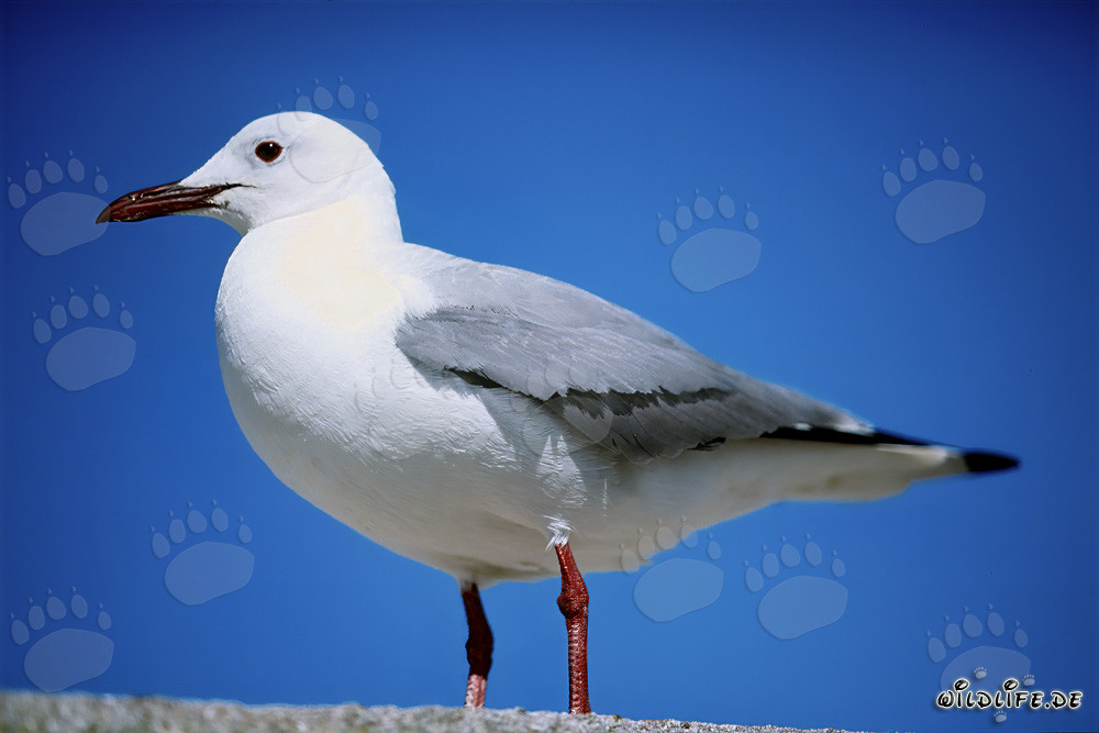 Mouette tridactyle sur l'île de Dyer, Cap-Occidental, Afrique du Sud