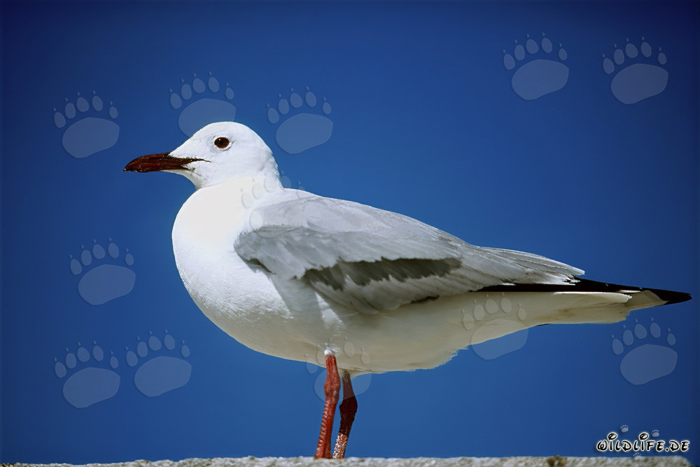 Gaviota de Hartlaub en la Isla Dyer