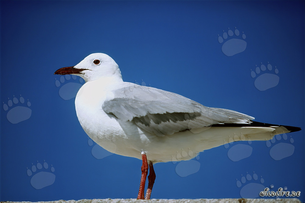 Hartlaub´s gull on Dyer Island