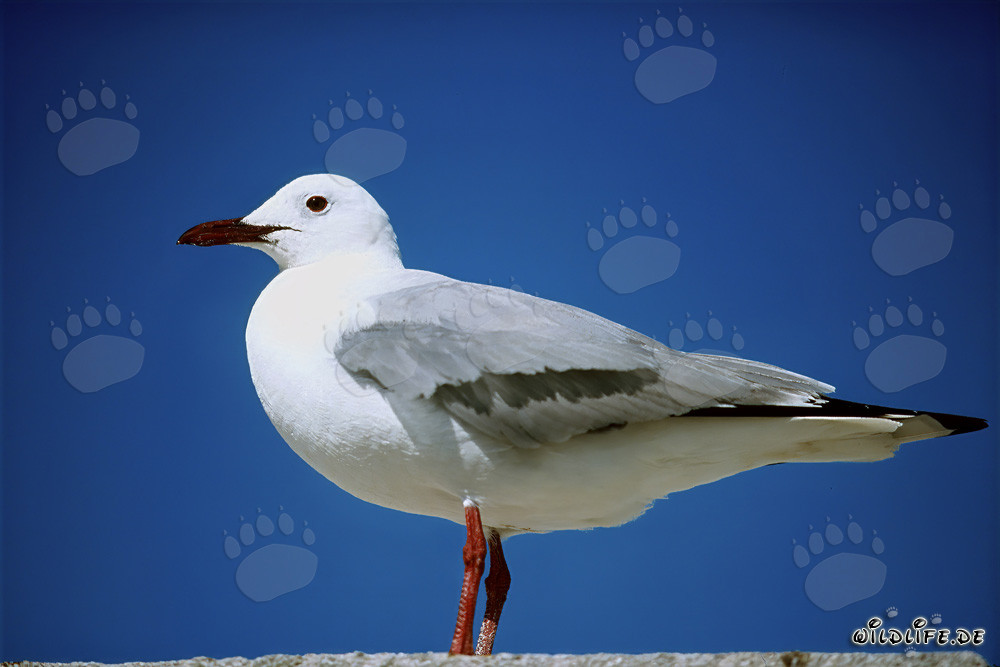 Mouette de Hartlaub sur l'île de Dyer