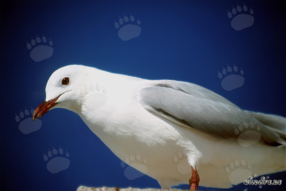 Gaviota de Hartlaub - Ave majestuosa de los mares