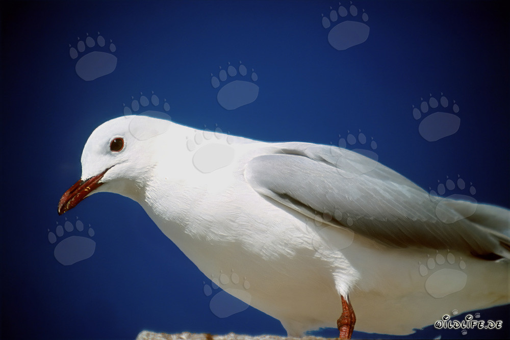 Hartlaubmöwe - Majestätischer Vogel der Meere
