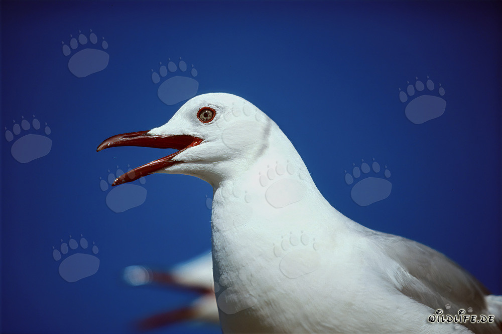 Hermoso retrato de una gaviota de Hartlaub en la isla Dyer