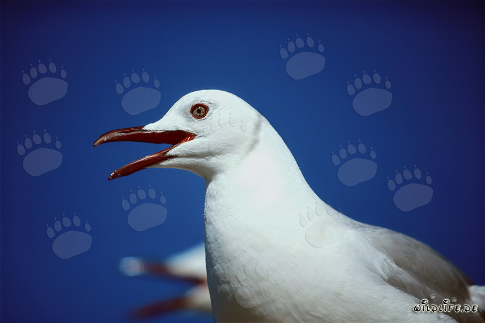 Beautiful portrait of a Hartlaub's gull on Dyer Island