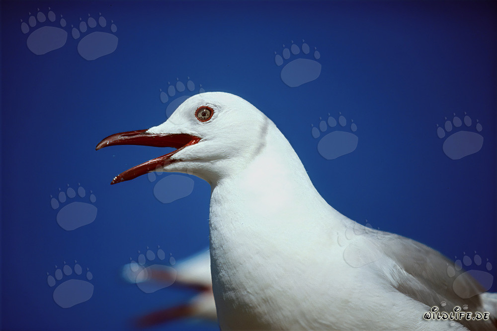Beau portrait d'une mouette de Hartlaub sur l'île Dyer