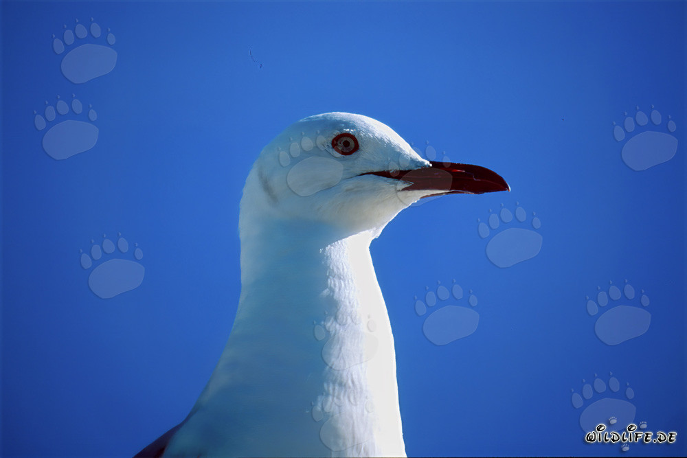 Fascinante gaviota de Hartlaub en la naturaleza de Sudáfrica