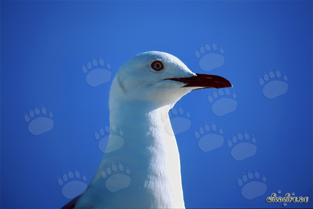 Fascinating Hartlaub's Gull in the South African Wilderness