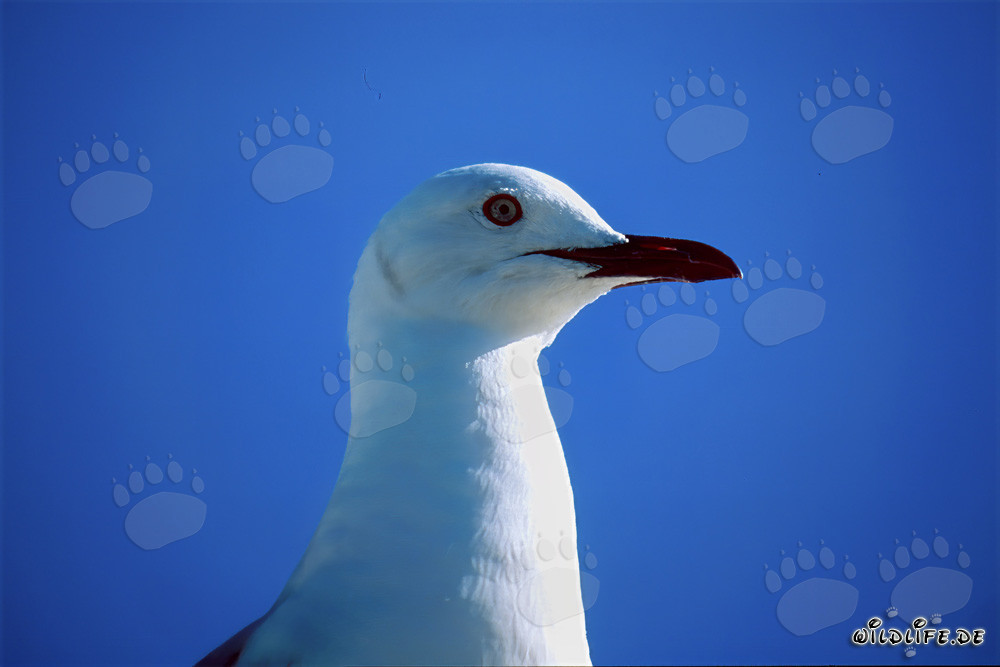 Mouette de Hartlaub fascinante dans la nature de l'Afrique du Sud