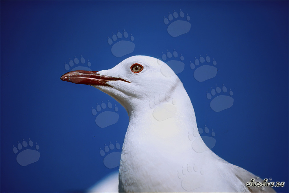 Beauty of the Hartlaub´s Gull in the South African Wildlife