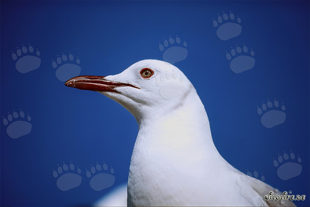 La belleza de la gaviota de Hartlaub en la naturaleza de Sudáfrica