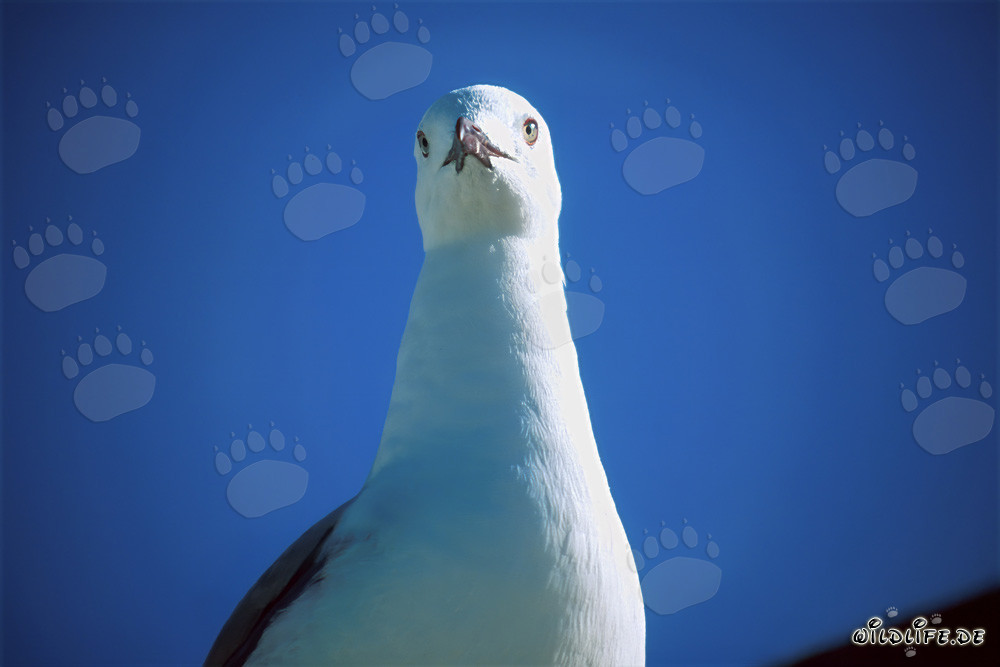 Ritratto di un gabbiano di Hartlaub fotografato frontalmente