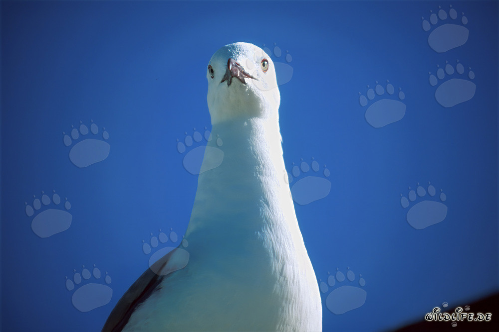 Retrato de una gaviota de Hartlaub fotografiada frontalmente