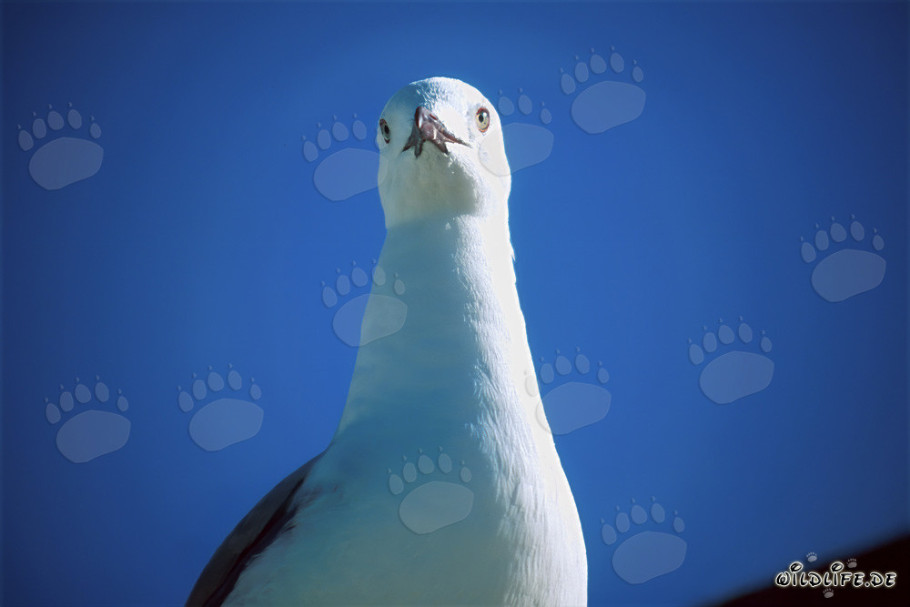 Portrait of a Hartlaub's gull photographed frontally