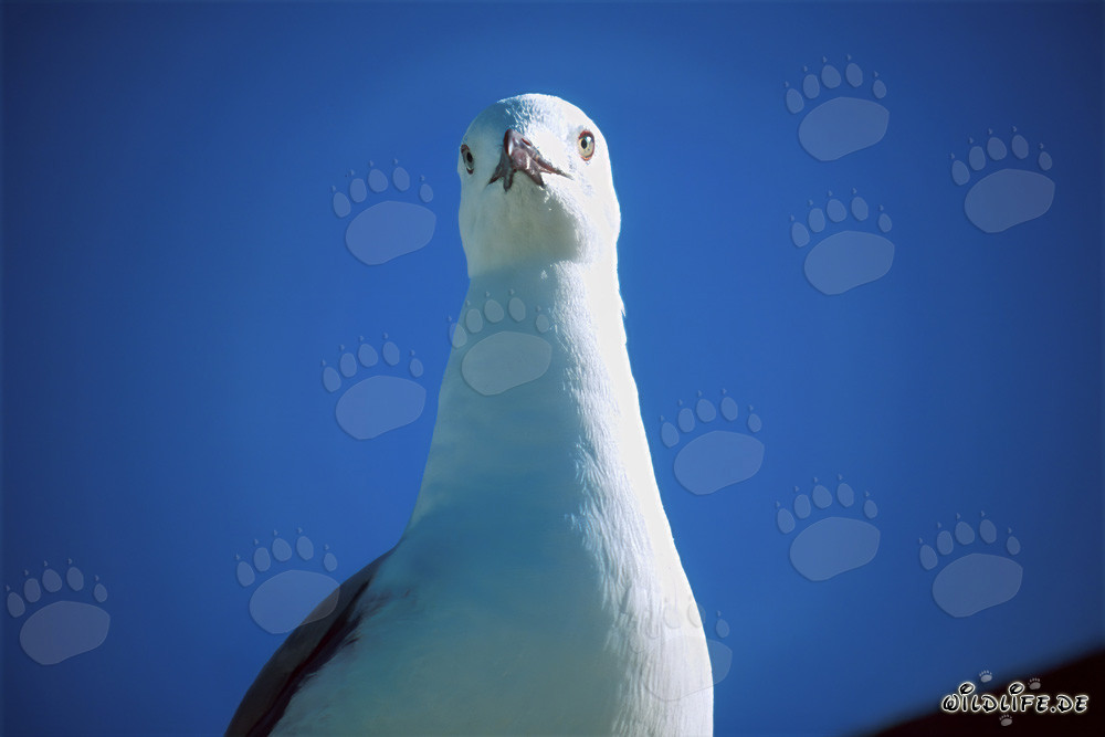 Portrait d'une mouette de Hartlaub photographiée de face