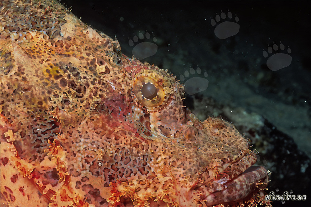 Fascinating Bearded Scorpionfish Profile in the Red Sea