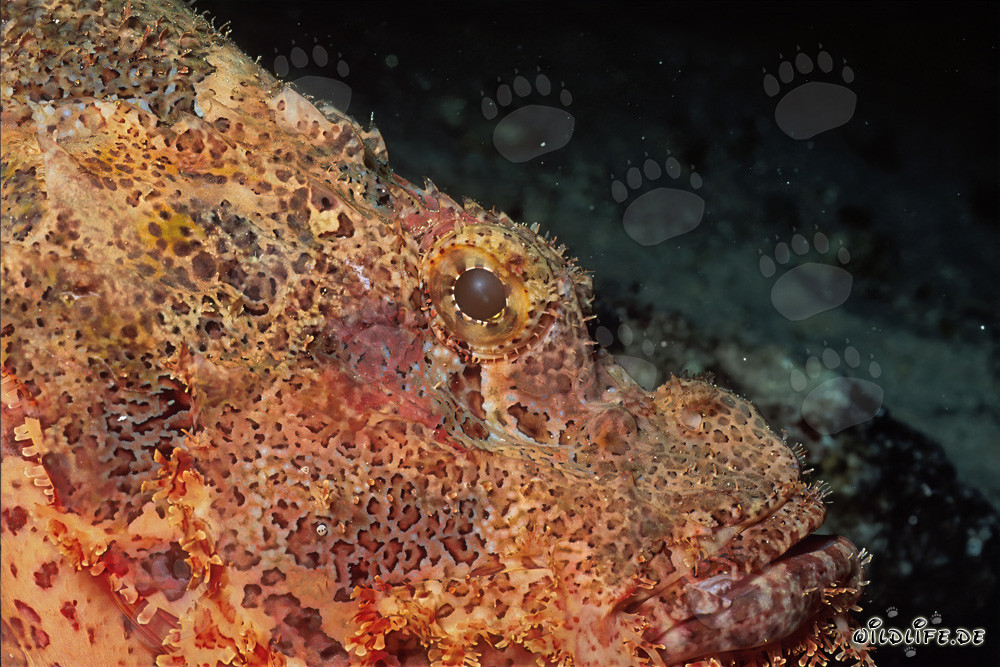 Fascinante testa di drago barbuto di lato nel Mar Rosso