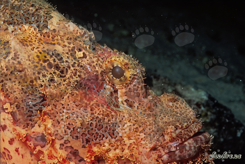 Fascinant tête de dragon barbu de côté dans la mer Rouge