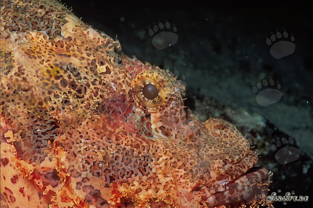 Fascinante cabeza de dragón barbudo de lado en el Mar Rojo