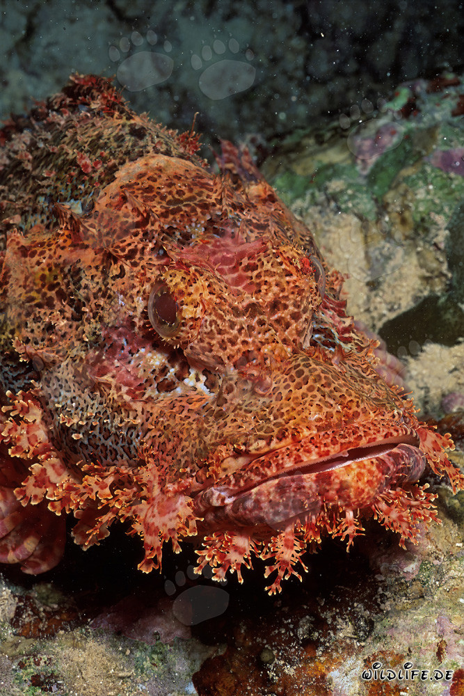 Fascinating close-up of a Bearded Scorpionfish in the Red Sea