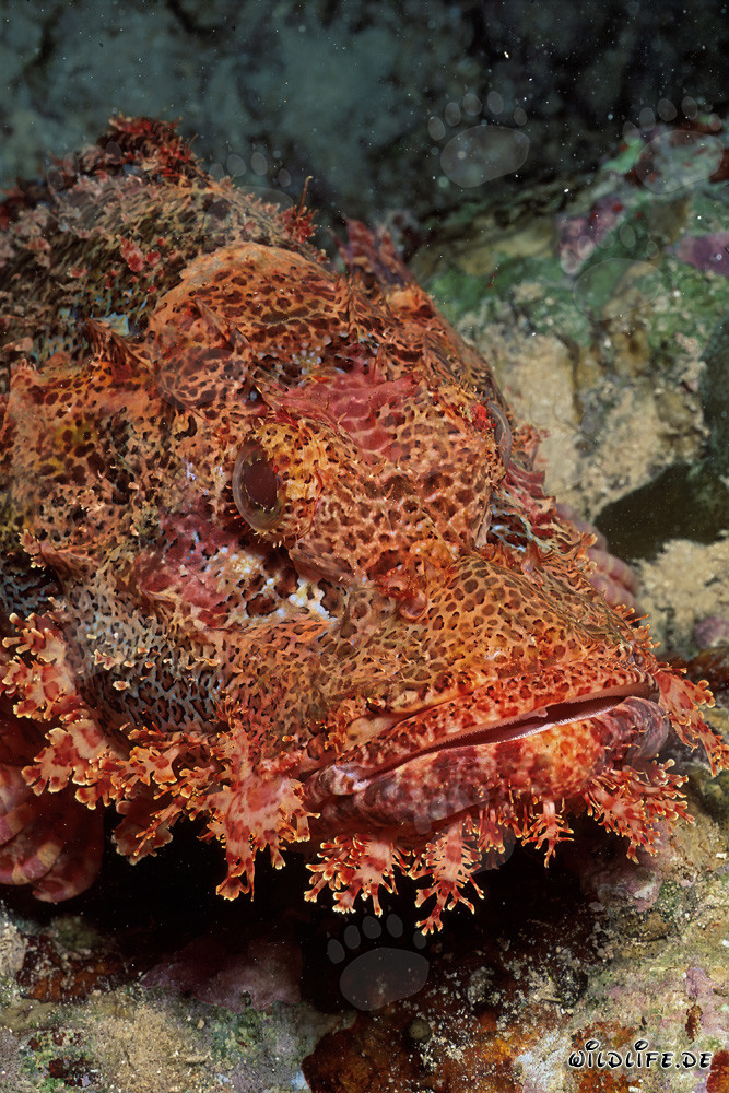 Affascinante primo piano di una testa di drago barbuto nel Mar Rosso