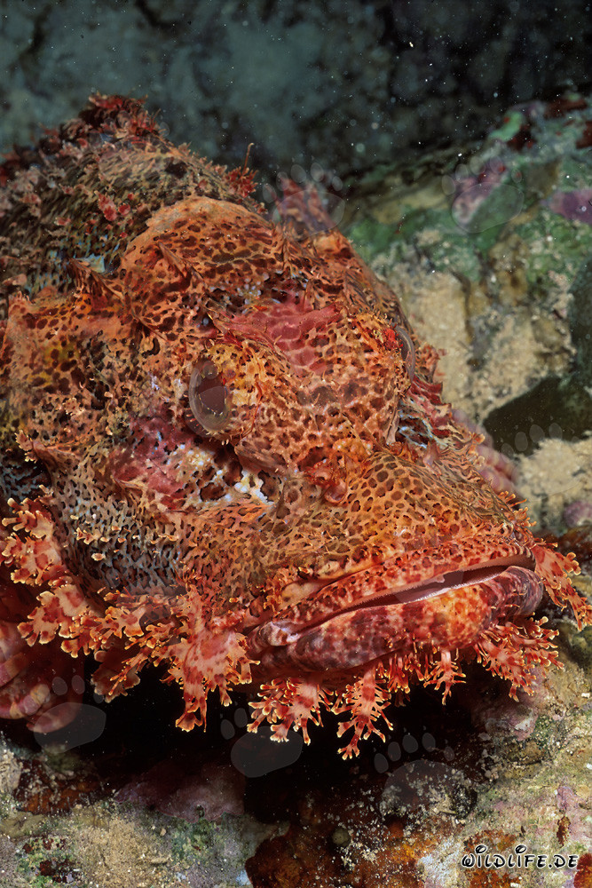 Fascinante gros plan d'une tête de dragon barbu dans la mer Rouge