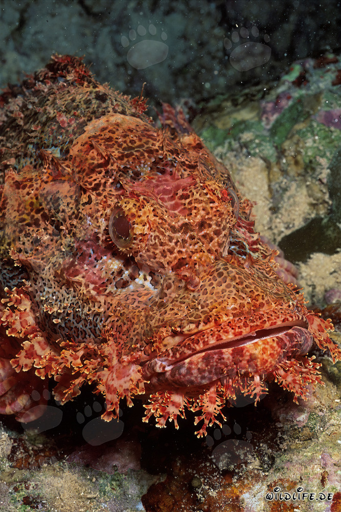 Fascinante primer plano de una cabeza de dragón barbudo en el mar Rojo