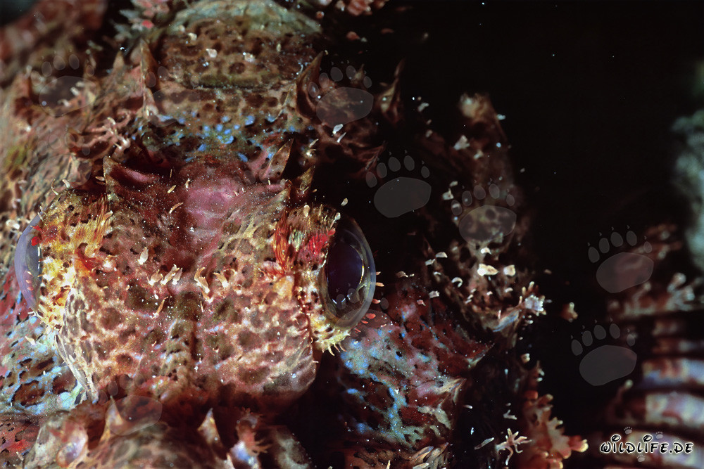 Fascinating Close-up of the Bearded Scorpionfish