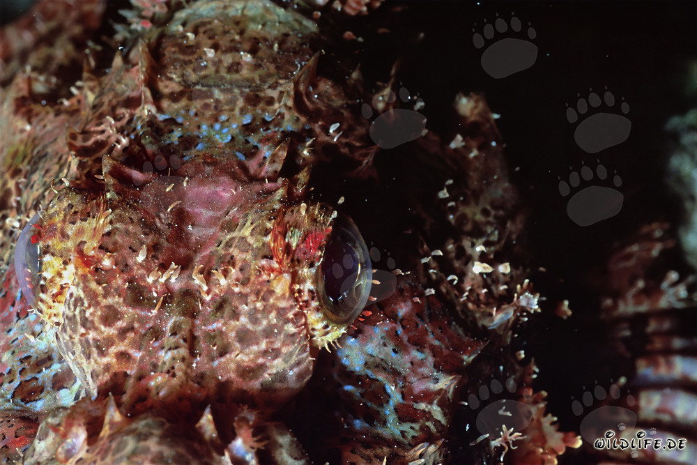 Affascinante primo piano della testa del pesce scorpione barbuto