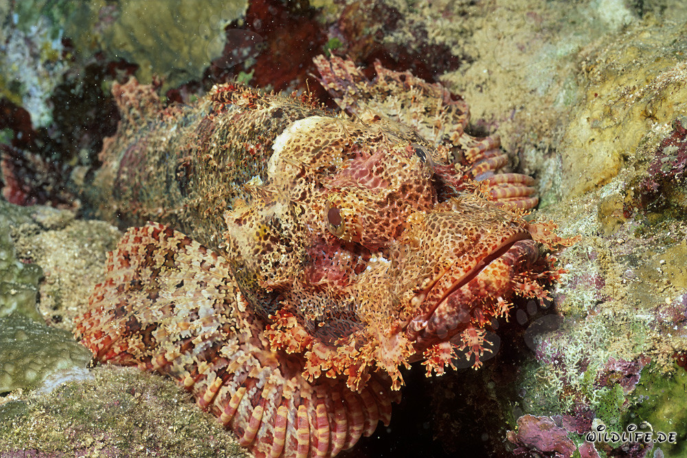 Patiently waiting, a Bearded Scorpionfish stalks its prey