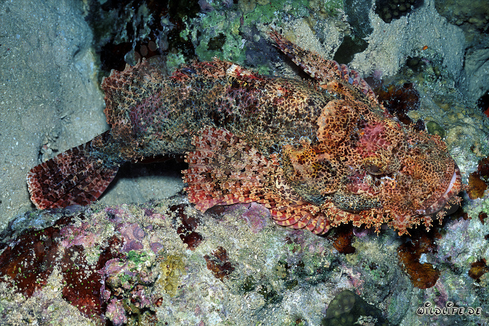 Cabeza de dragón barbudo fascinante en el arrecife de coral