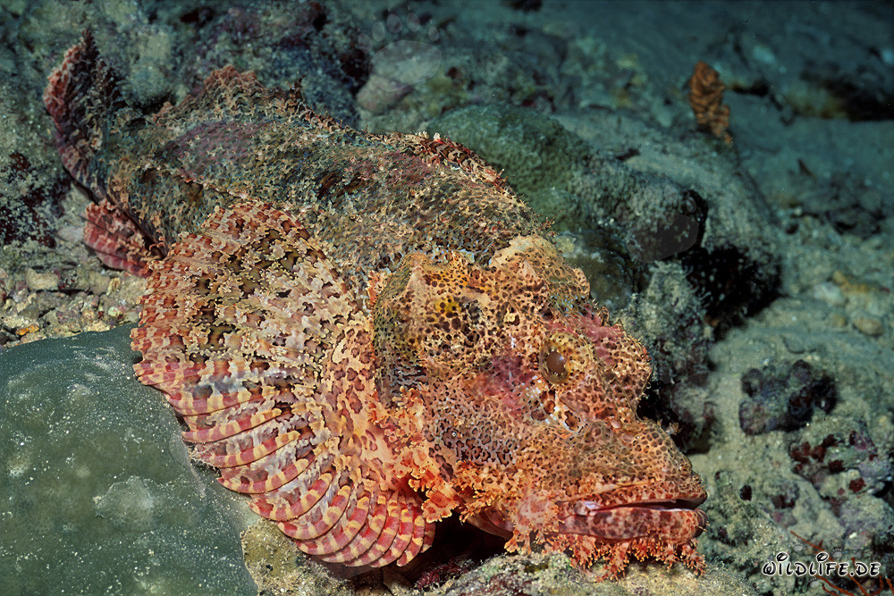 Camouflage in the Coral Reef: The Bearded Scorpionfish (Scorpaenopsis barbata)