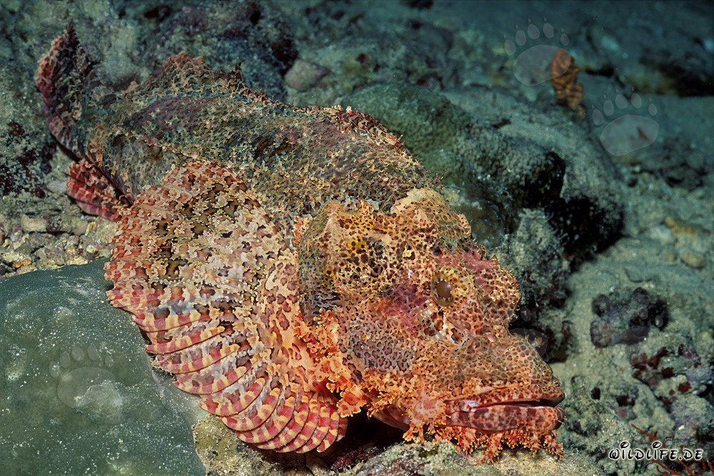 Camuflaje en el arrecife de coral: El pez escorpión barbudo (Scorpaenopsis barbata)