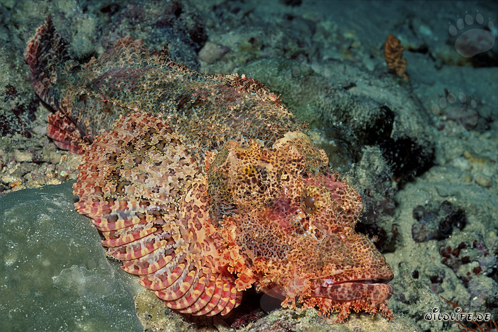 Camouflage dans la récif corallien : La rascasse barbue (Scorpaenopsis barbata)