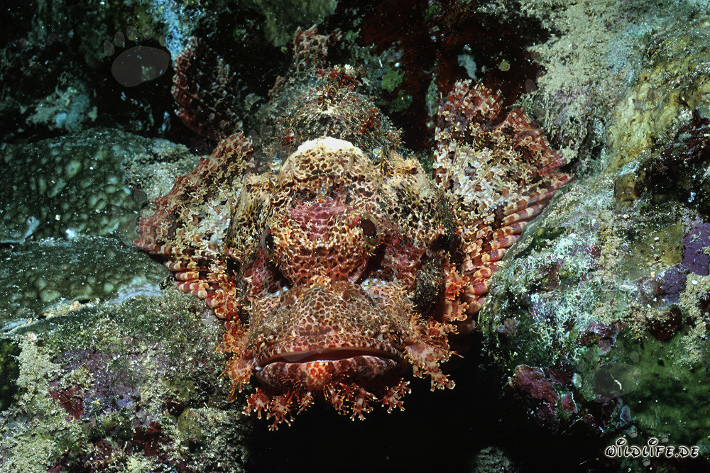 Bärtiger Drachenkopf