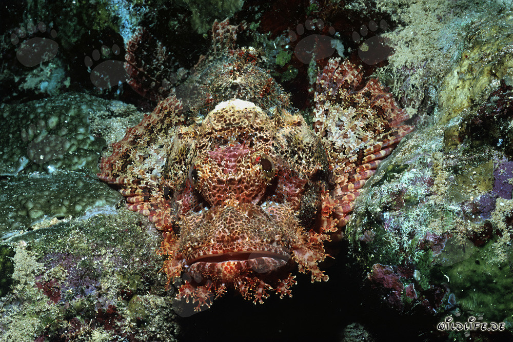 Bearded Scorpionfish in the Coral Reef of the Red Sea