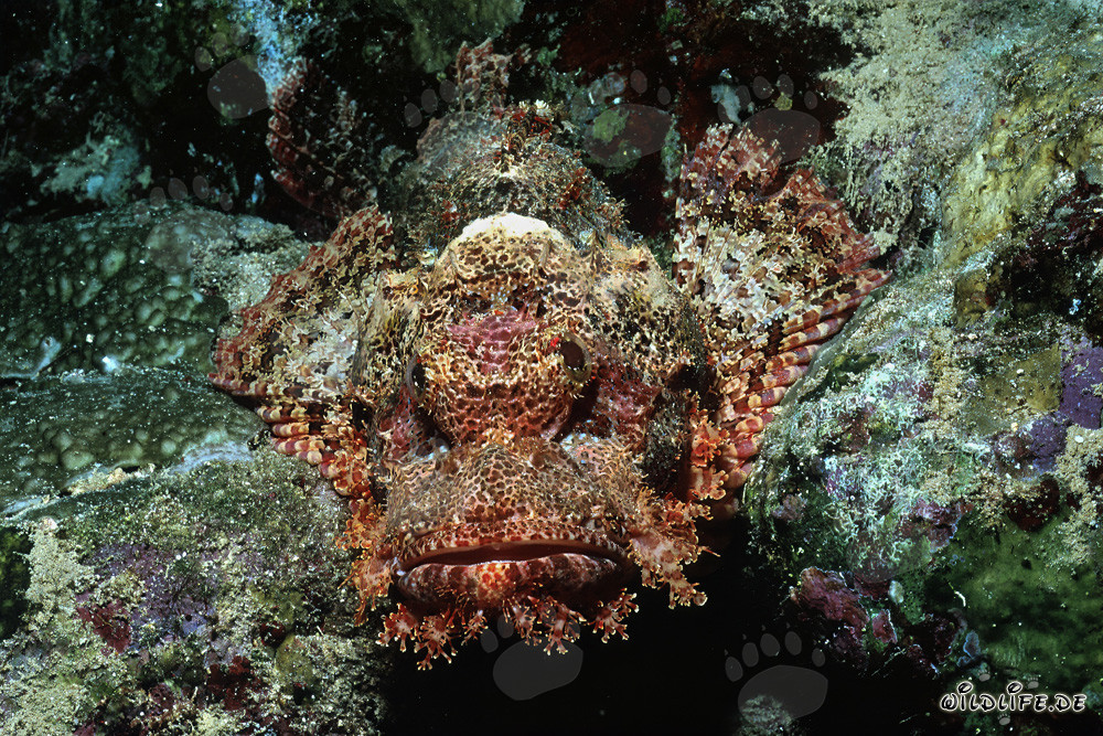 Cabeza de dragón barbudo en el arrecife del mar Rojo
