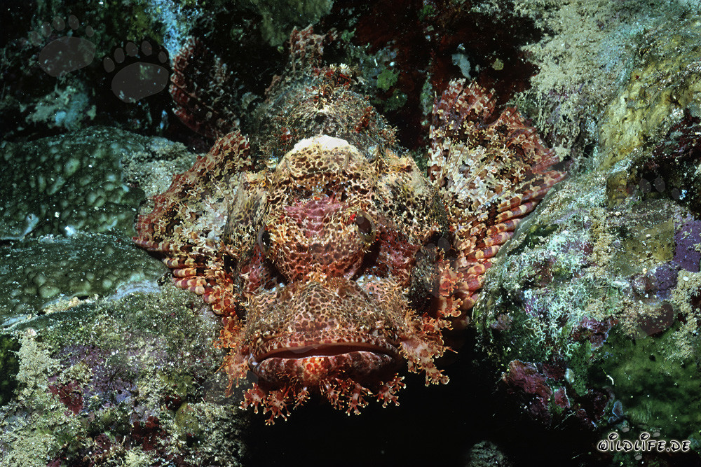 Tête de dragon barbue dans le récif de la mer Rouge