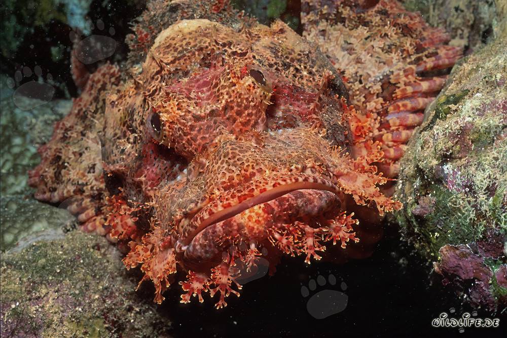 Camouflaged Bearded Scorpionfish spotted in the reef