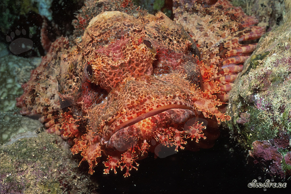 Testa di drago barbuta mimetizzata scoperta sulla barriera corallina