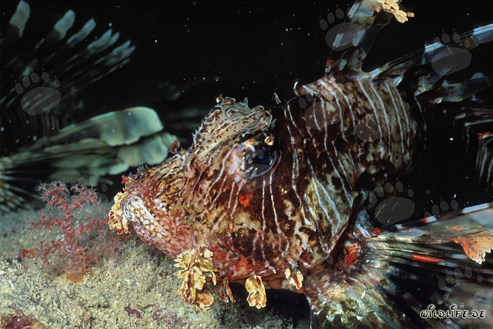 Fascinating portrait of the Indian lionfish